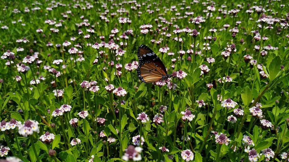 A butterfly perched among blooming wildflowers in a lush green field, capturing a serene summer moment.